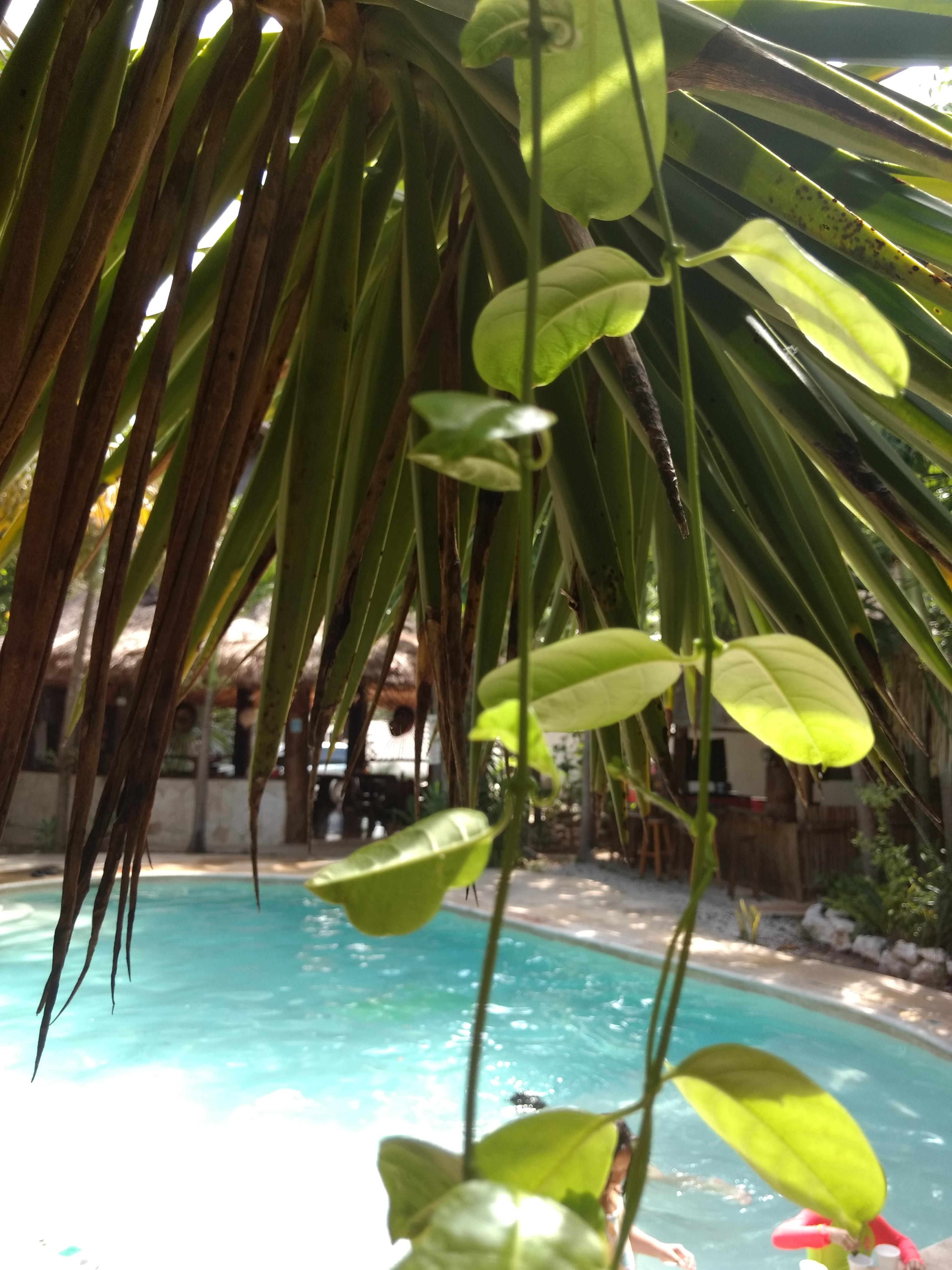 Green Tulum Cabanas & Gardens Экстерьер фото