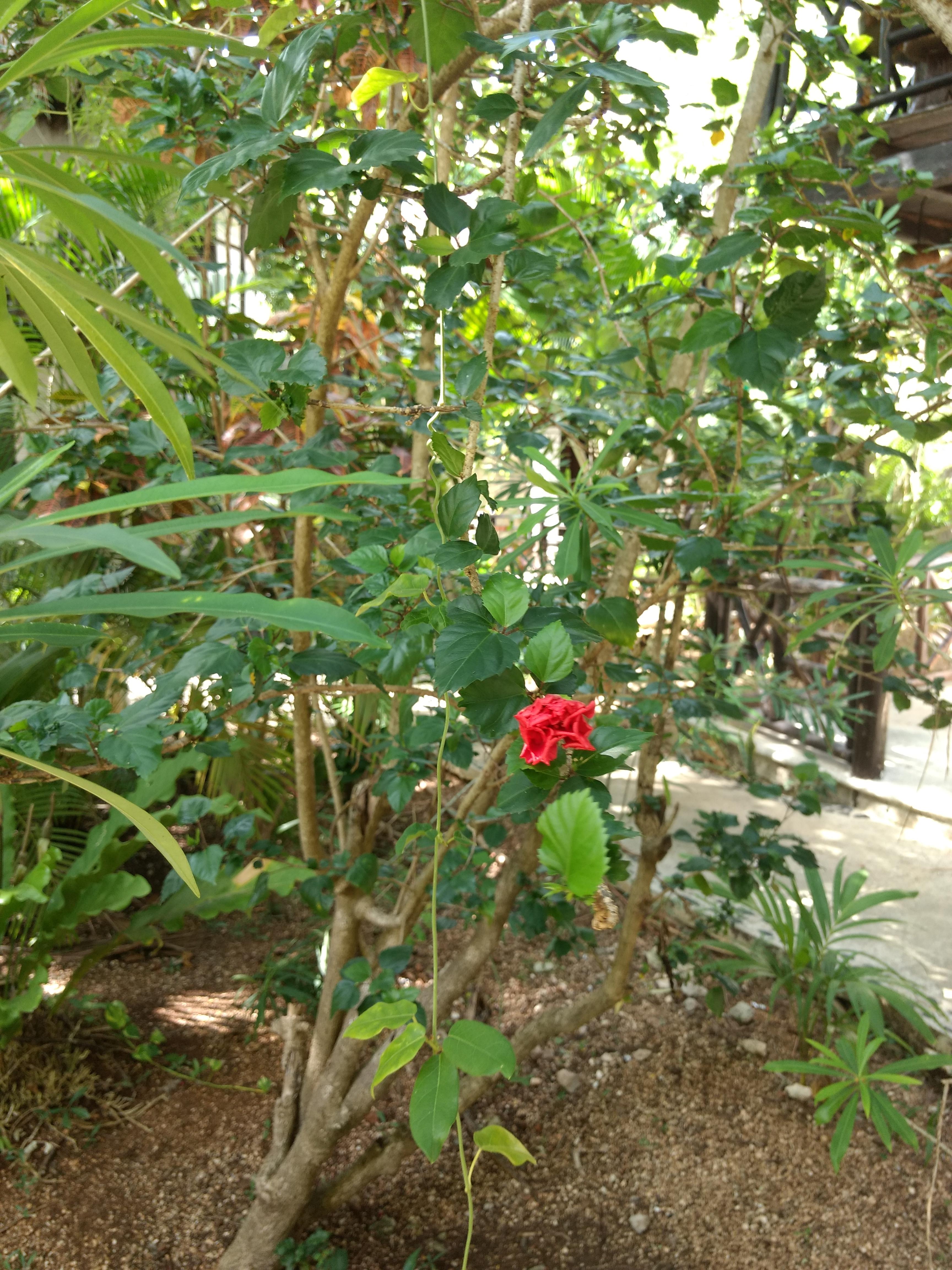 Green Tulum Cabanas & Gardens Экстерьер фото
